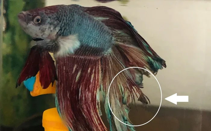 How to Treat Fin Rot in a Betta Fish
