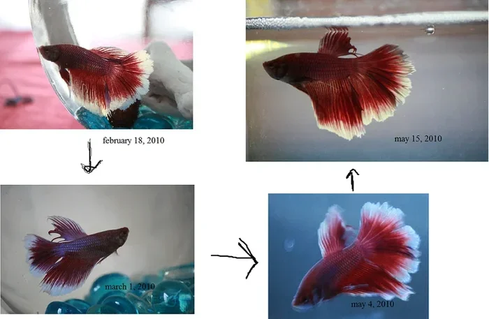 Is Fin Rot on Betta Fish Painful