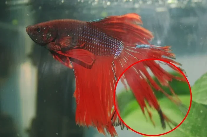Can Betta Fish Die from Fin Rot