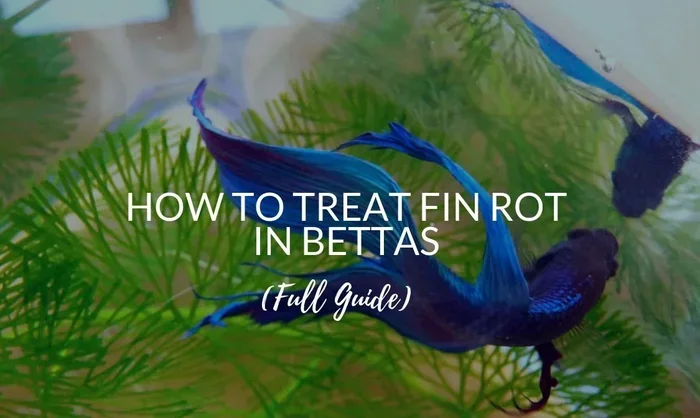 How to Fix Fin Rot in Betta Fish Quickly and Safely
