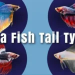 How Many Betta Fish Fin Types Are There