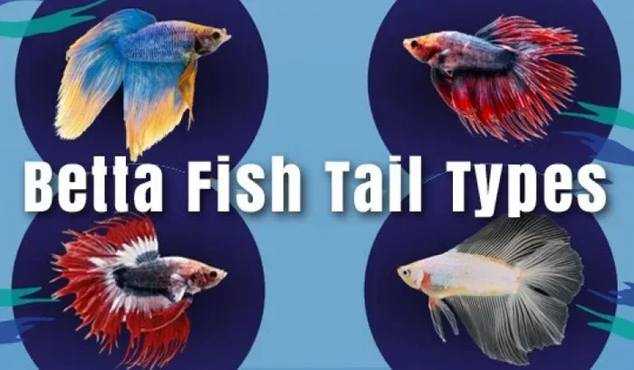 How Many Betta Fish Fin Types Are There