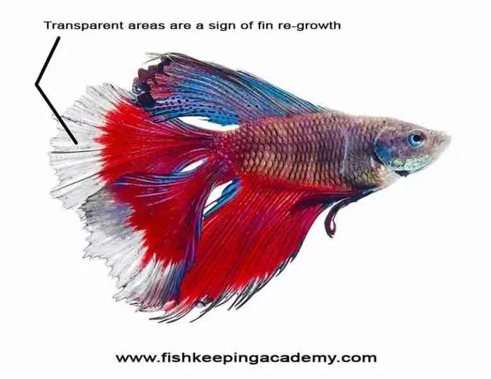 How Do I Help My Betta Fish Fins Grow
