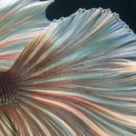How to Take Care of Betta Fish Fins