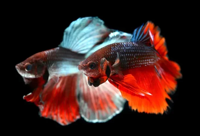 How to Make Your Betta Fish Flare