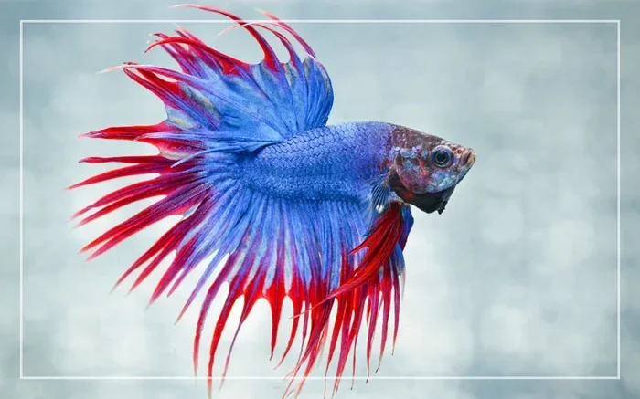 Why Does My Betta Fish Flare His Gills at Me