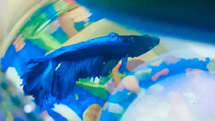 How to Make Betta Fish Stop Flaring in Bowl