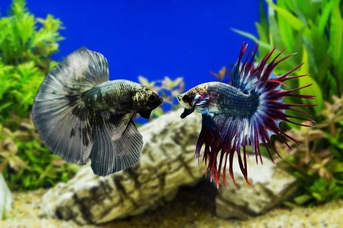 How to Calm Down a Territorial Betta Fish