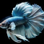 How to Make Betta Fish Grow Tail Faster