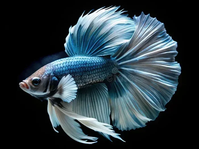 How to Make Betta Fish Grow Tail Faster