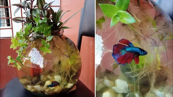 Is a Food Bowl Good for Betta Fish