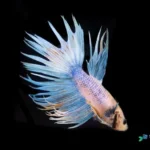 How to Sell Your Betta Fish