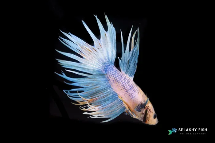 How to Sell Your Betta Fish