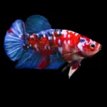 How to Sell My Betta Fish