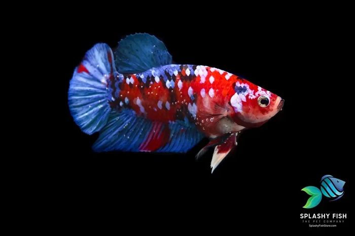 How to Sell My Betta Fish