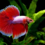 How to Put Betta Fish in New Water