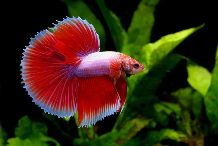 How to Put Betta Fish in New Water