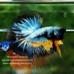 How Many Offspring Do Betta Fish Have