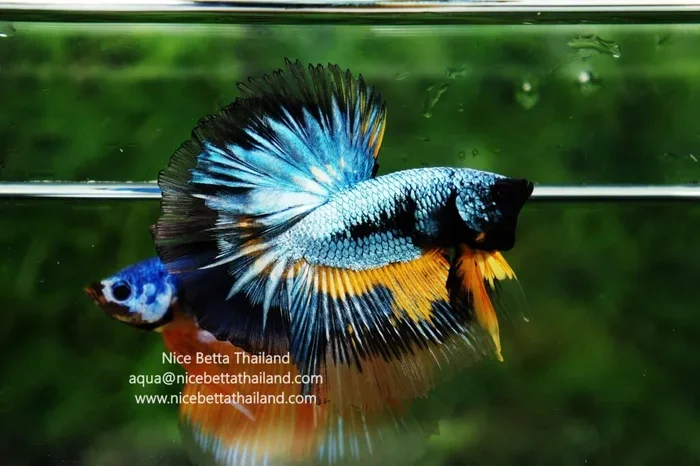 How Many Offspring Do Betta Fish Have