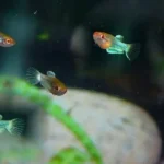 How to Take Care Betta Fish Fry