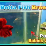 How Many Babies Will Betta Fish Have
