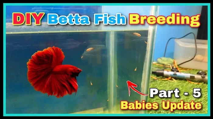 How Many Babies Will Betta Fish Have