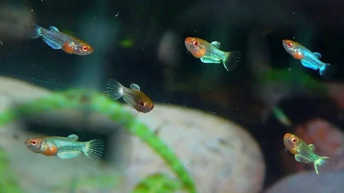 How Many Betta Fish Babies