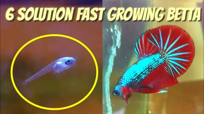 How Many Fry Betta Fish Have
