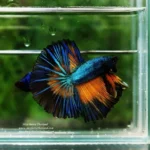 How to Raise Betta Fish Fry