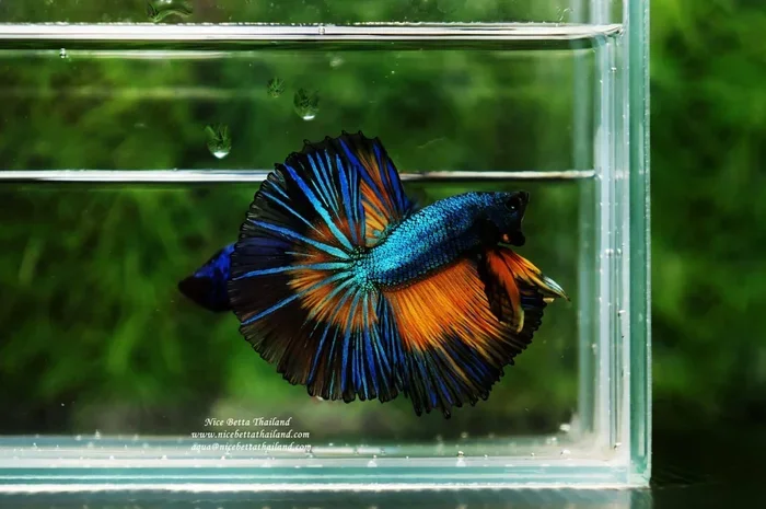 How to Raise Betta Fish Fry