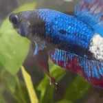 How to Tell If a Betta Fish Has Fungal Infection