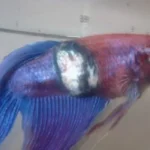 What Causes Fungus on Betta Fish