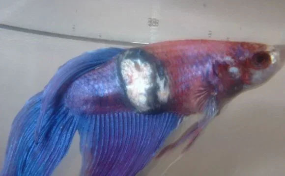 What Causes Fungus on Betta Fish