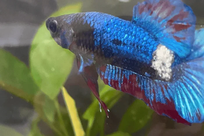How to Remove Fungus in Betta Fish