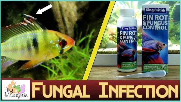 How to Treat Fungus on a Betta Fish