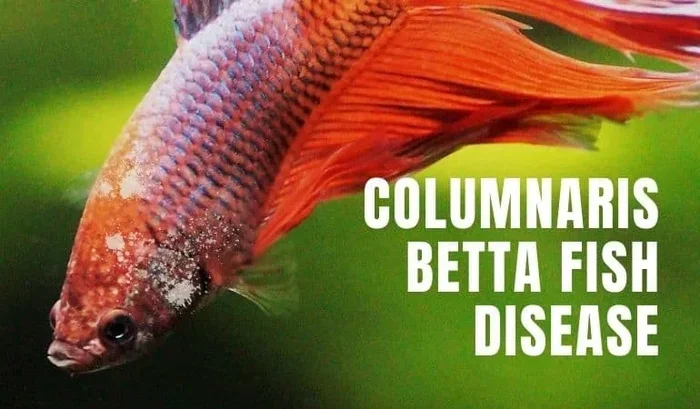 How Do You Treat Fungus on a Betta Fish