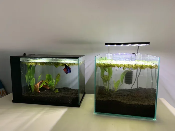 How Many Gallons of Water Should a Betta Fish Have