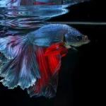 How to Tell If a Betta Fish Cant Breathe