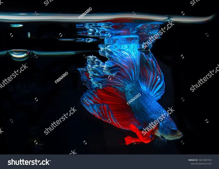 Is My Betta Fish Choking