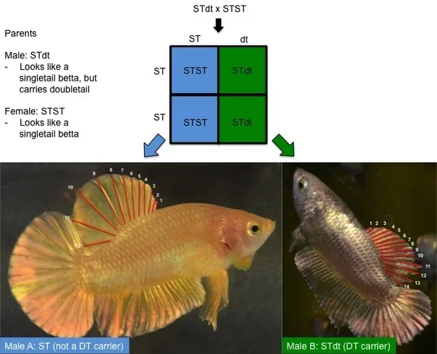 How to Use a Betta Fish Punnett Square