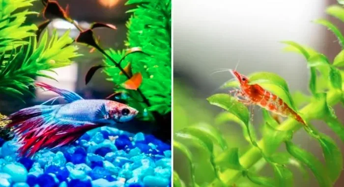 Can Betta Fish Eat Ghost Shrimp