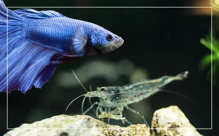 How Many Ghost Shrimp Does a Betta Fish Eat