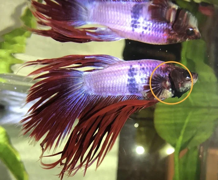 How to Treat Breathing Problems for Betta Fish