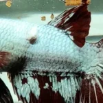 How to Treat a Gill Tumor in Betta Fish