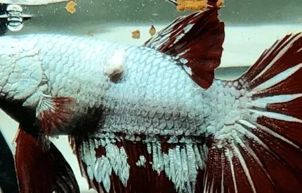 How to Treat a Gill Tumor in Betta Fish