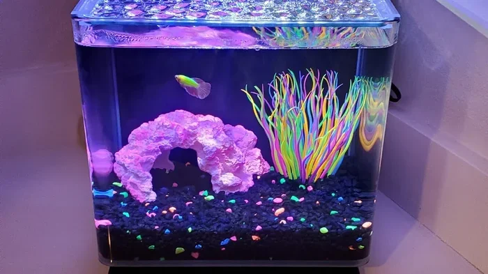 Is a Glofish Tank a Good Betta Fish Tank