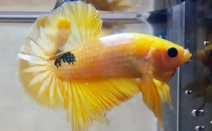 How to Tell If My Betta Fish Have Gold Dust