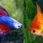 Should I Get a Betta Fish or a Goldfish