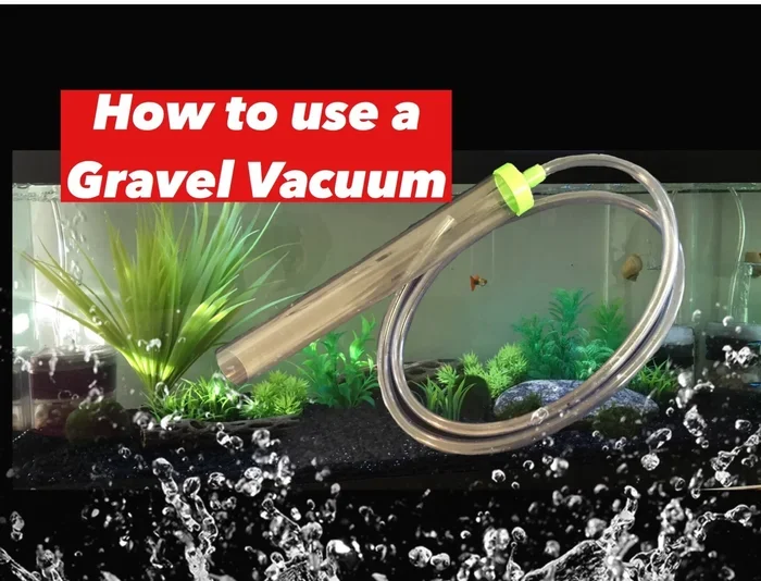 Do Betta Fish Need a Gravel Vacuum for a Clean Tank
