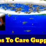Do Betta Fish Eat Guppy Fry Essential Tips for Care